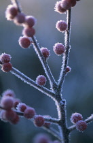 Holly, Ilex verticillata.