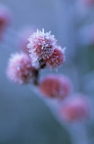 Holly, Ilex verticillata.