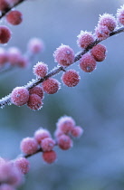 Holly, Ilex verticillata.