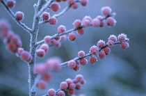 Holly, Ilex verticillata.