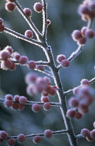 Holly, Ilex verticillata.