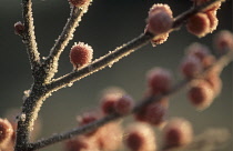 Holly, Ilex verticillata.