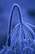 Hogweed, Heracleum sphondylium.