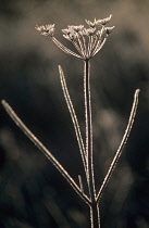 Hogweed, Heracleum sphondylium.