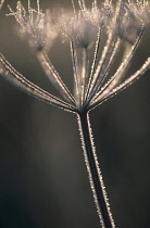 Hogweed, Heracleum sphondylium.