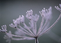 Hogweed, Heracleum sphondylium.