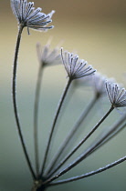 Hogweed, Heracleum sphondylium.