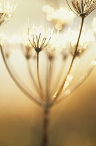 Hogweed, Heracleum sphondylium.