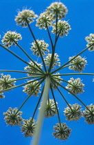 Hogweed, Heracleum sphondylium.