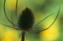 Teasel, Dipsacus fullonum.