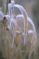 Reeds, Sedge, Phragmites.