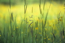 Buttercup, Ranunculus acris.