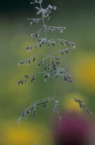 Grass, Common bent, Agrostis gigantea.