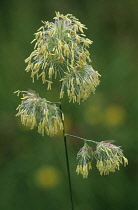 Reeds, Sedge, Phragmites.