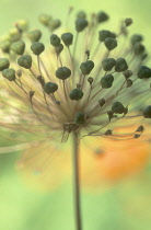 Allium.