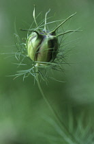 Love-in-a-mist, Nigella damascena.