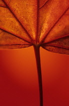 Sycamore, Acer pseudoplatanus.