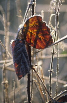 Bramble, Ornamental bramble, Rubus.