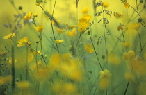 Buttercup, Ranunculus acris.