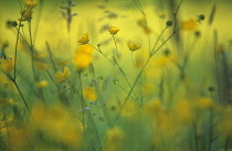 Buttercup, Ranunculus acris.