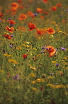Poppyfield, Papaver rhoeas.