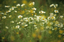 Daisy, Ox-eye daisy, Leucanthemum vulgare.