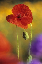 Poppy, Papaver rhoeas.