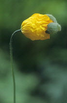 Poppy, Welsh poppy, Meconopsis cambrica.