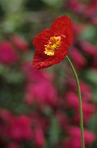 Poppy, Papaver nudicaule, Icelandic poppy, Papaver croceum.