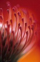 Pincushion, Leucospermum cordifolium.