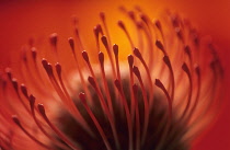 Pincushion, Leucospermum cordifolium.