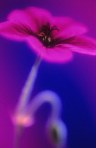 Cranesbill, Geranium.