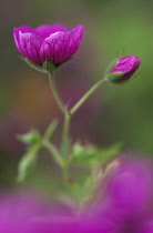 Cranesbill, Geranium.