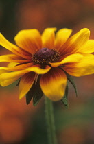 Coneflower, Black-eyed Susan, Rudbeckia.