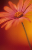 Osteospermum, Cape daisy.