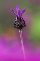 Lavender, French lavender, Lavandula stoechas.