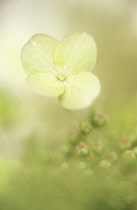 Hydrangea.