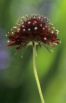 Scabious, Scabiosa atropurpurea 'Chile Black'.