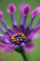 Osteospermum, Osteospermum 'Whirligig'.