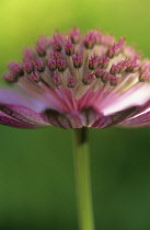 Astrantia, Masterwort, Astrantia major 'Roma'.