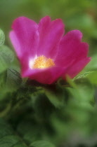 Rose, Rosa rugosa.