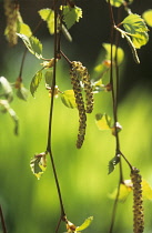 Birch, Betula.