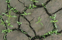 Weeds in creacked mud.