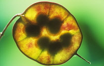 Honesty, Lunaria annua.