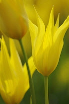 Tulip, species tulip, Tulipa speciosa.
