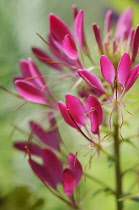 Spiderflower, Cleome, Cleome hassleriana.