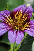 PaintedTongue, Salpiglossis sinuata.