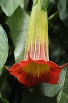 RedAngels'trumpets, Brugmansia sanguinea.