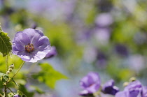 Abutilon, Abutilon Vitifolium.