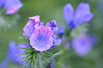 Viper's Bugloss, Echium plantagineum.